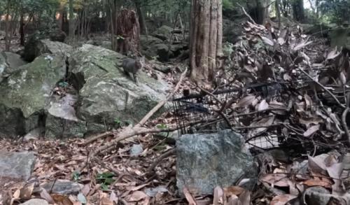 捕獲器を設置した場所に来る猫