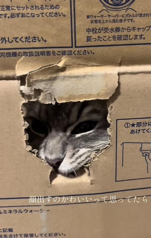 「顔出すのかわいいって...」のテロップ写真