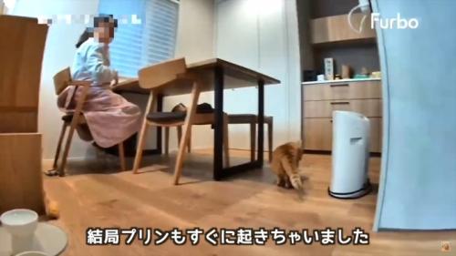 テロップ「結局プリンも～」