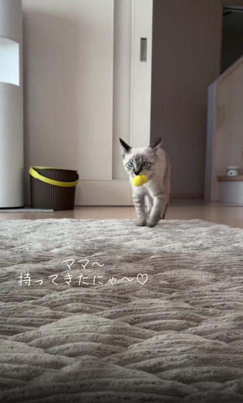 おもちゃをくわえる猫