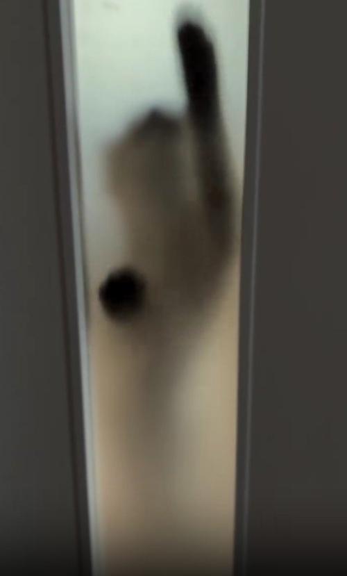 ドアの向こうの猫