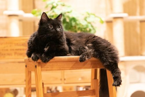 仔猫とお花
