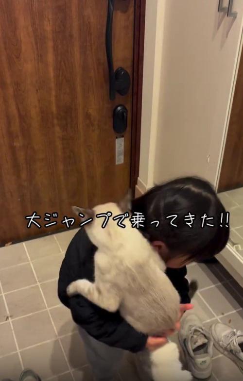 抱っこされてもがく猫