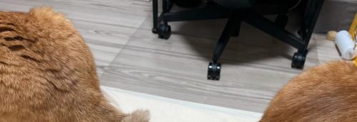 距離を開けて座る2頭の猫