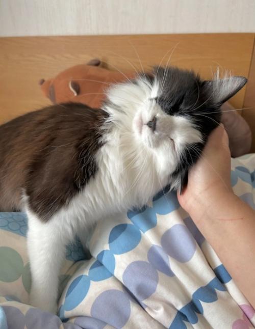 飼い主の手に頭を乗せる白黒猫