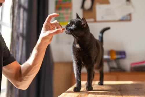 くつろぐ茶猫