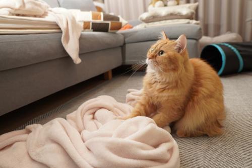フミフミする猫