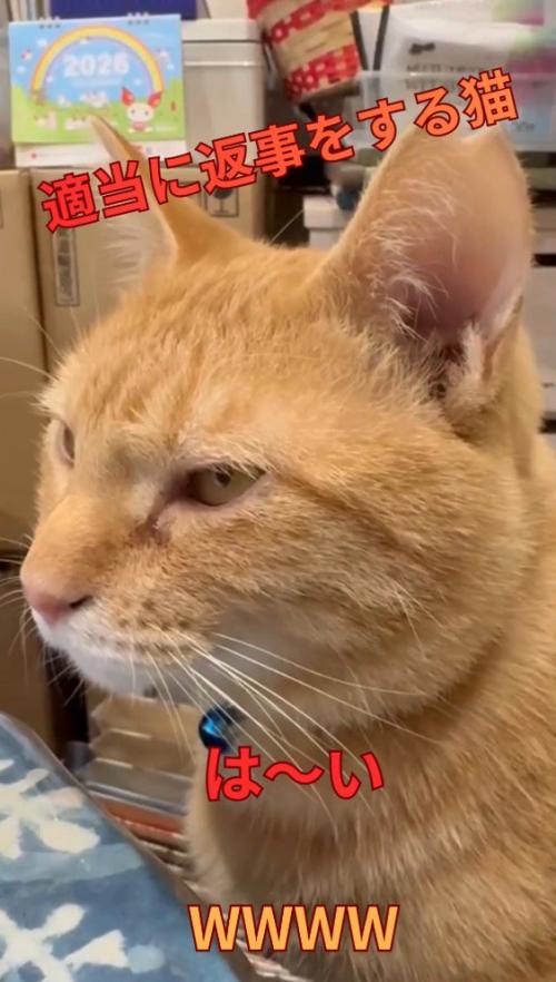 遠くを見つめながら鳴き声をあげる猫