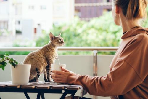 人を見つめる猫