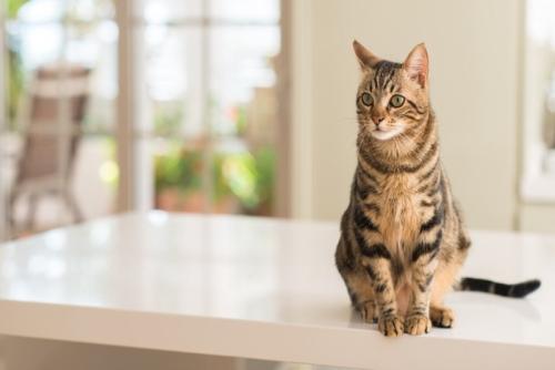 猫