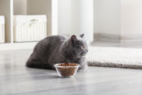 フードの入ったお皿の隣に座る猫