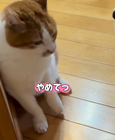 掴まれた前脚を振りほどく猫（やめてっ）
