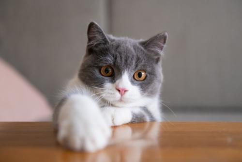 ブリティッシュショートヘア