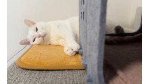 室内にいる猫