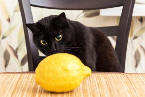 レモンを観察する猫