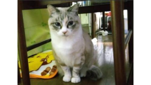 室内にいる猫