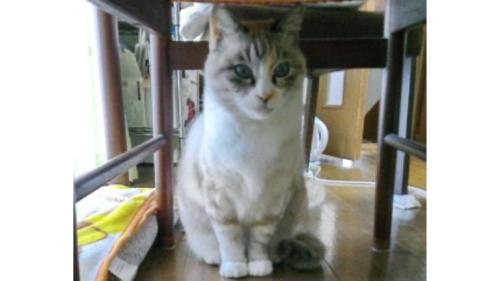 室内にいる猫