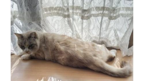 室内にいる猫