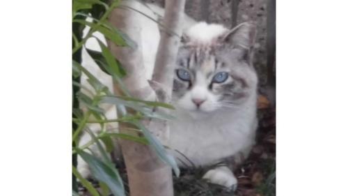 外にいる猫