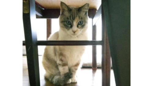 室内にいる猫