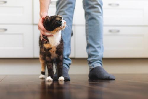 足元に立っている猫
