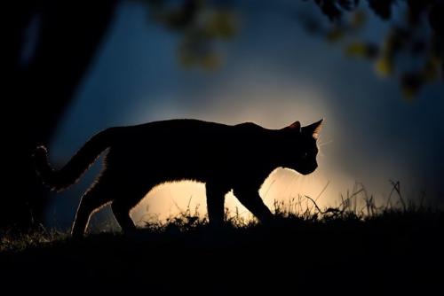 暗がりを歩く猫のシルエット