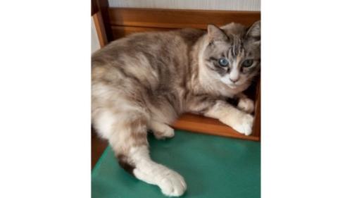 室内にいる猫
