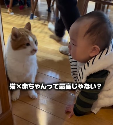 猫と赤ちゃんが向かい合う（猫×赤ちゃんって最高じゃない？）