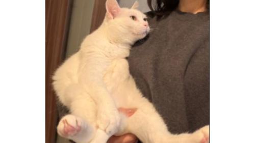 室内にいる猫