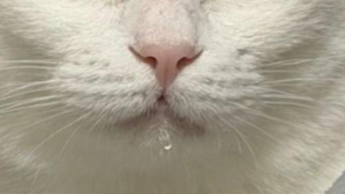 猫の口元