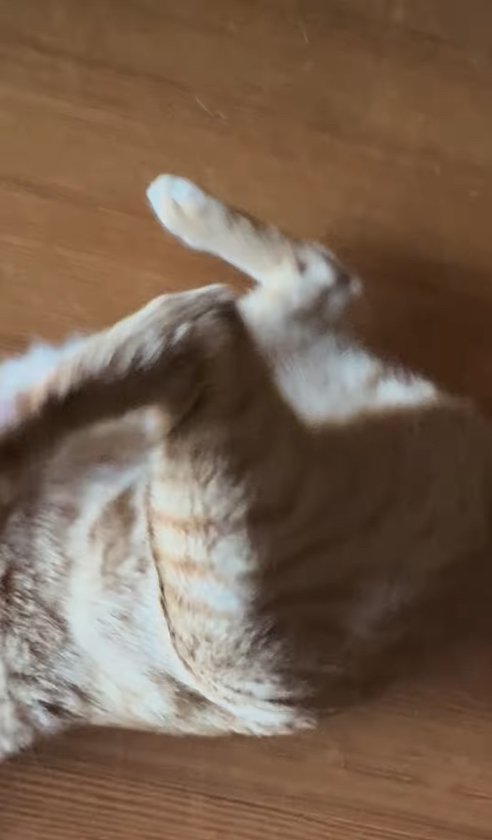 転がっている猫の下半身