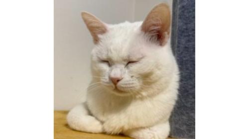 室内にいる猫