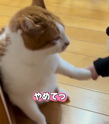 前脚を掴まれる猫（やめてっ）