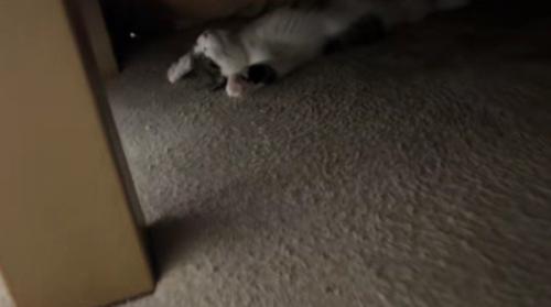 こたつで寝る猫