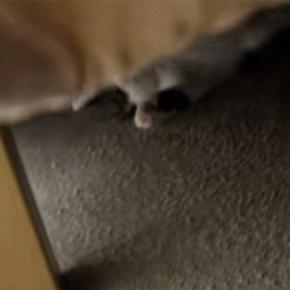 こたつの中を覗いてみたら、猫が…予想外の『くつろぎすぎな光景』が284万再生「丸くならないんだw」「全身で味わってるw」と爆笑の声続出