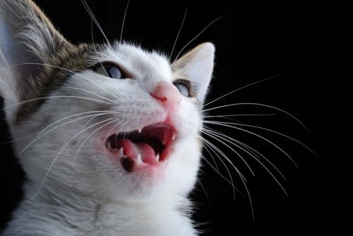 黒バックに鳴く猫