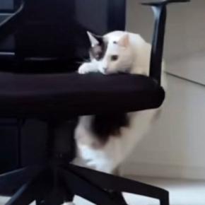 『椅子が動いている』と思ったら、ネコが…飼い主爆笑の『まさかの光景』が166万再生「足の動きがかわいいw」「社交ダンス?w」