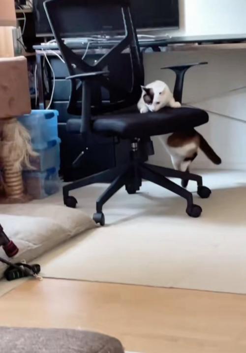 反対に移動する猫