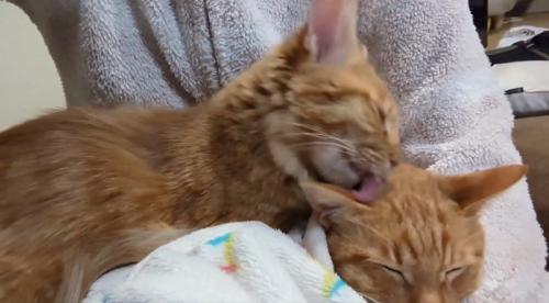 毛繕いする猫