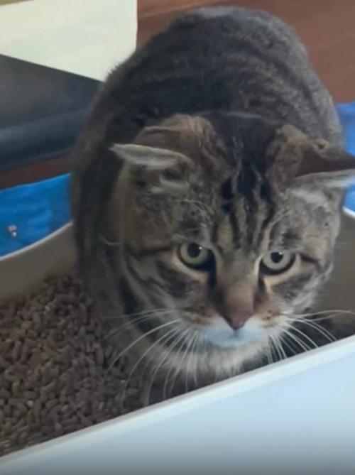 トイレにいる猫