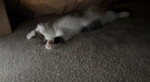 こたつで寝る猫