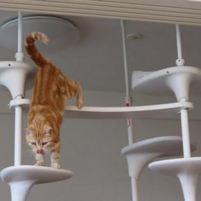 猫用品で『買って後悔』しがちなモノ5選 思わぬ失敗になってしまうかも?