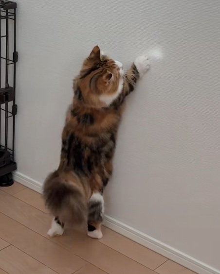 壁の反射光をつかまえようとする猫