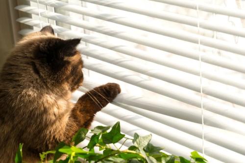 ブラインドから外を見る猫