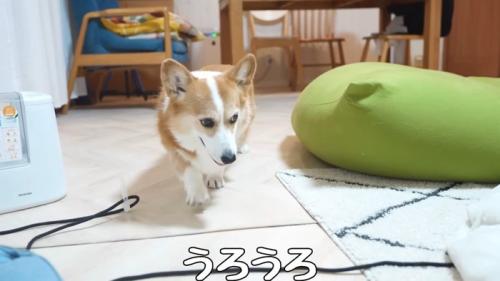 うろうろ