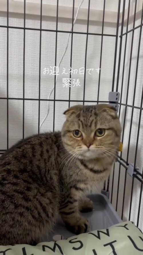お迎え初日の猫さん