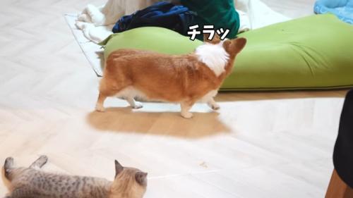 チラッ