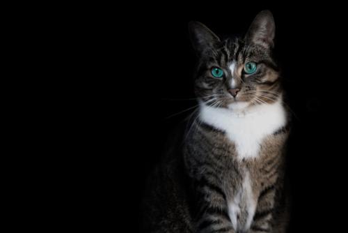 暗がりの中の猫