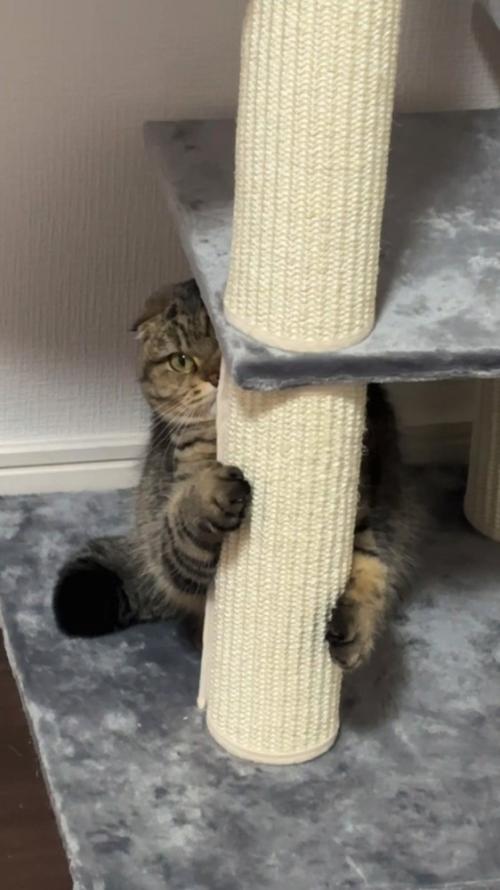 キャットタワーに隠れる猫さん