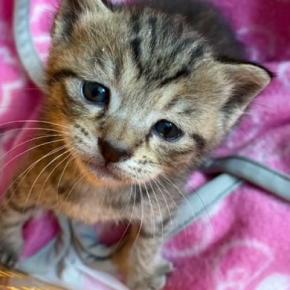 田んぼで『孤独に鳴いていた子猫』→連れて帰って愛情を注ぐと…現在の様子に「見事に仕上がったw」「立派になったねw」とSNSで反響